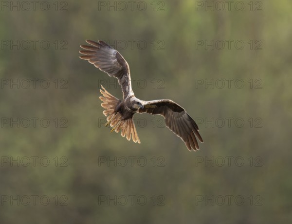 Harrier (Circus aeruginosus), female looking for food flying Lower Saxony, Germany