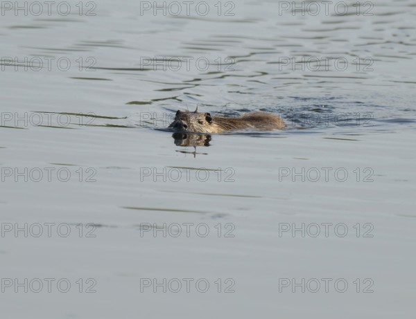 Nutria (Myocastor coypus) swims on a lake, Lower Saxony, Germany