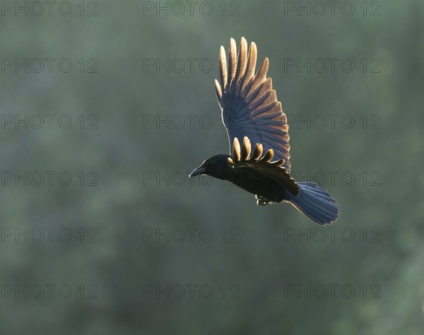 Raven crow (Corvus corone) flying, Lower Saxony, Germany