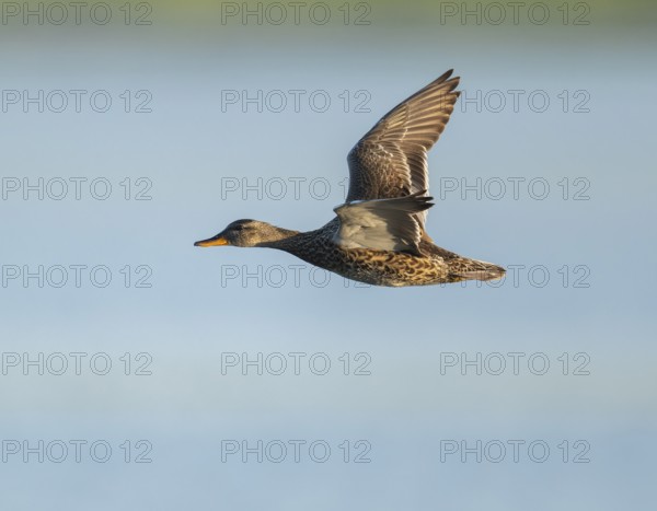 Schnatter duck (Mareca strepera), female flying across a lake, Lower Saxony, Germany