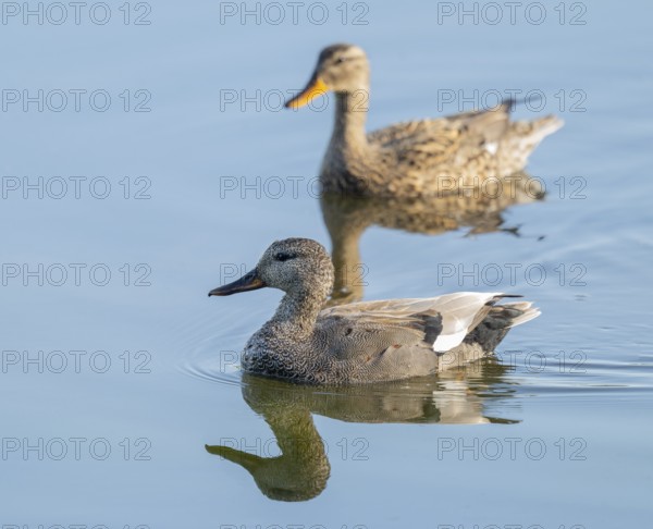 Schnatter duck (Mareca strepera), male and female swimming on a lake, Lower Saxony, Germany
