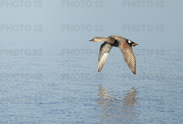 Schnatter duck (Mareca strepera), male flying across a lake, Lower Saxony, Germany