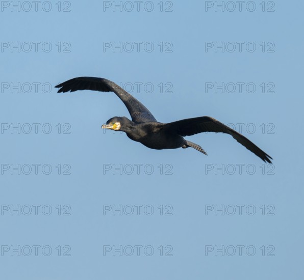 Cormorant (Phalacrocorax carbo) in flight, blue sky, Lower Saxony, Germany