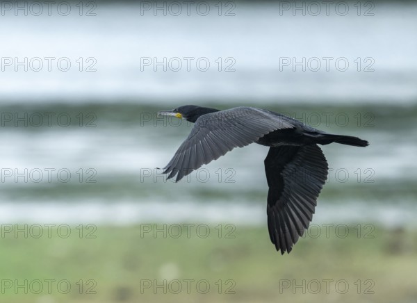 Cormorant (Phalacrocorax carbo) flying, Lower Saxony, Germany