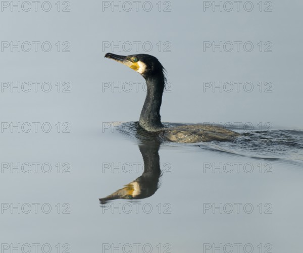 Cormorant (Phalacrocorax carbo) swims on a lake, Lower Saxony, Germany