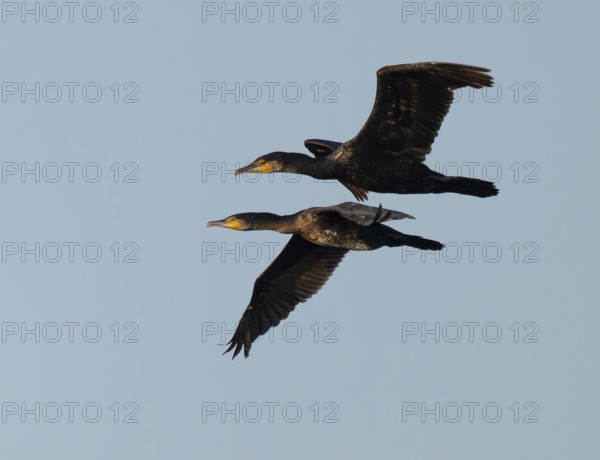 Cormorant (Phalacrocorax carbo) two birds in flight, blue sky, Lower Saxony, Germany