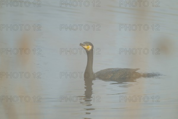 Cormorant (Phalacrocorax carbo) swimming on a lake, fog, Lower Saxony, Germany