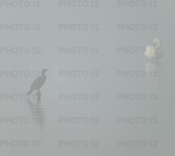 Cormorant (Phalacrocorax carbo) stands on a stake in the shallow water zone of a lake, Lower Saxony, Germany