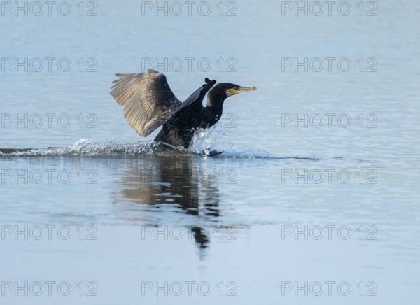 Cormorant (Phalacrocorax carbo) lands on a lake, Lower Saxony, Germany