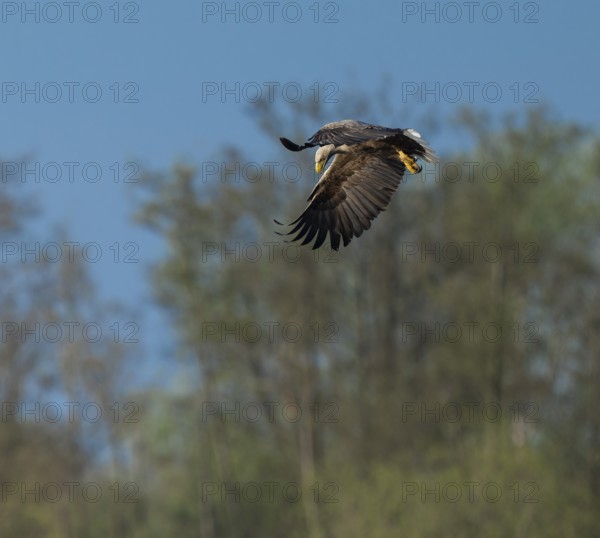 White-tailed eagle (Haliaeetus albicilla) in flight looking for food, Lower Saxony, Germany