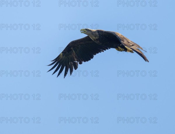 White-tailed eagle (Haliaeetus albicilla) in flight looking for food, blue sky, Lower Saxony, Germany
