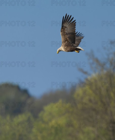 White-tailed eagle (Haliaeetus albicilla) in flight looking for food, Lower Saxony, Germany
