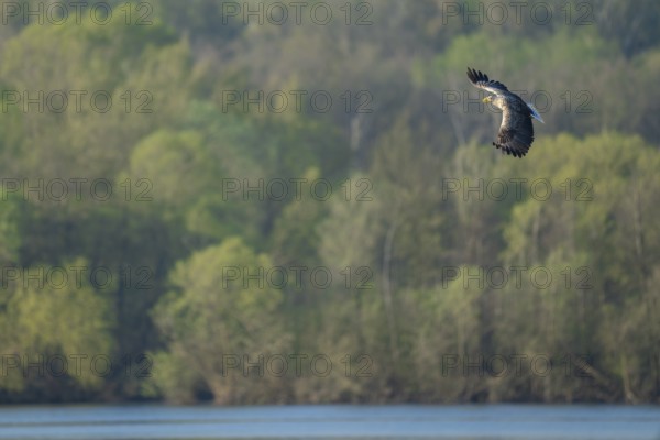 White-tailed eagle (Haliaeetus albicilla) in flight, looking for food over a lake, Lower Saxony, Germany
