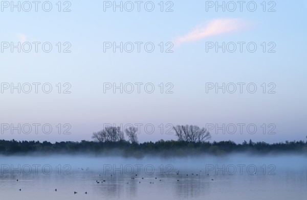 Lake and birds on water in front of sunrise, clouds of fog, Lower Saxony, Germany