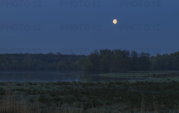 Landscape in front of sunrise with moon in the sky, wetland, Lower Saxony, Germany