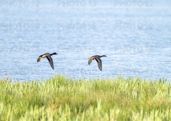 Mallard (Anas platyrhynchos), male and female flying across a lake, Lower Saxony, Germany