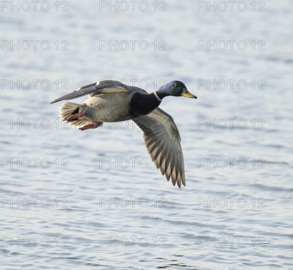 Mallard (Anas platyrhynchos), male flying over a lake, Lower Saxony, Germany