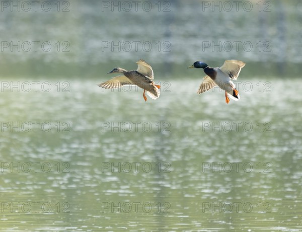 Mallard (Anas platyrhynchos), female and male flying across a lake, Lower Saxony, Germany