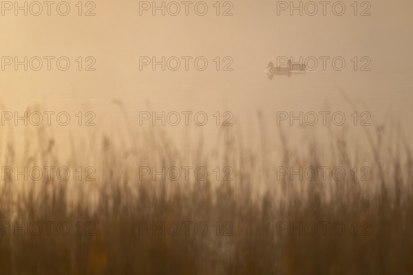 Mallards (Anas platyrhynchos) swim in warm morning light on a lake, fog, Lower Saxony, Germany