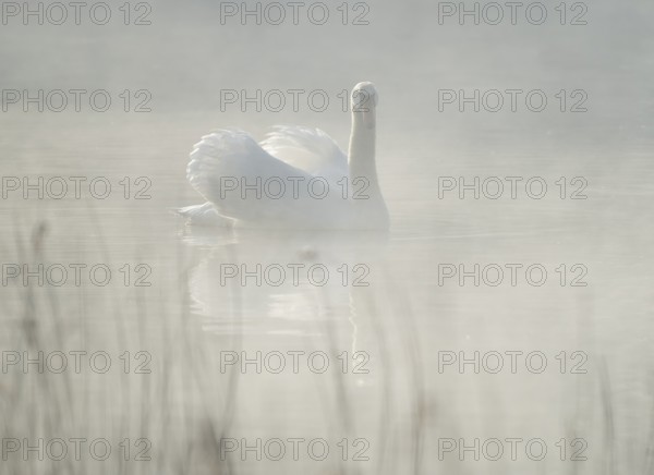 Silted swan (Cygnus olor) swims in impressive position on a lake, fog, Lower Saxony, Germany