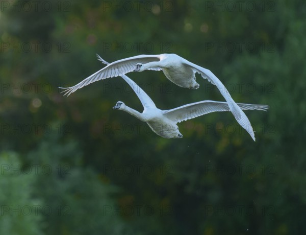 Silted swan (Cygnus olor), two swans in flight, Lower Saxony, Germany