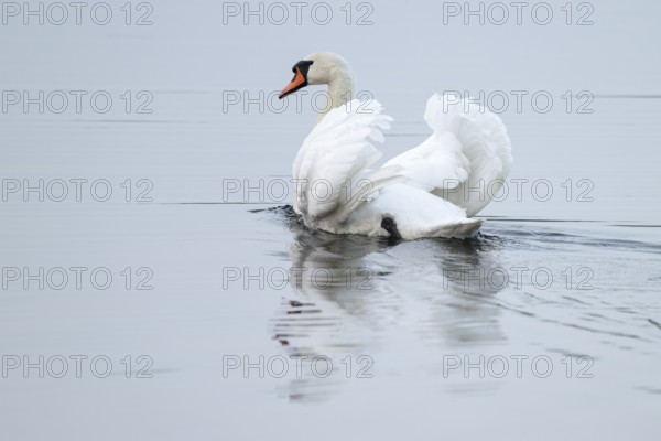 Silted swan (Cygnus olor) swims in impressive position on a lake, Lower Saxony, Germany