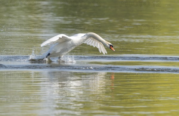 Common swan (Cygnus olor) landing on a lake, Lower Saxony, Germany