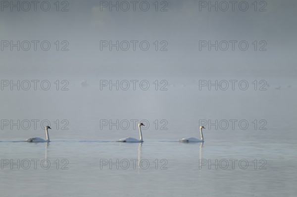 Humped swans (Cygnus olor) swimming on a lake in morning light, fog, Lower Saxony, Germany