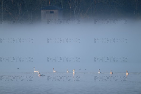 Humped swans (Cygnus olor) swimming on a lake in the morning light in fog, clouds of fog, Lower Saxony, Germany