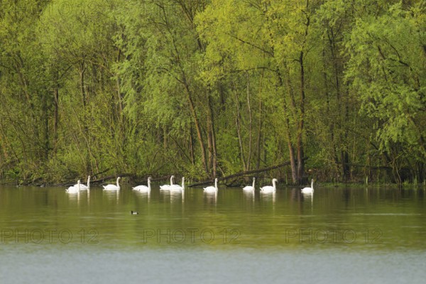 Humped swans (Cygnus olor) swimming on a lake, green forest, willows (Salix), spring, Lower Saxony, Germany