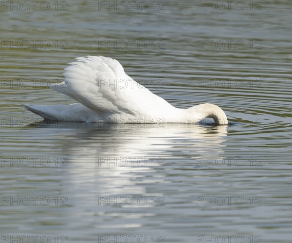 Silted swan (Cygnus olor) swims on a lake, with its head in water while searching for food, Lower Saxony, Germany