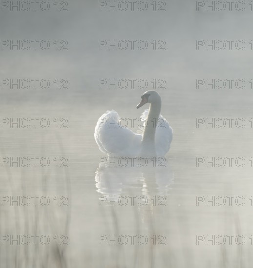 Silted swan (Cygnus olor) swims in impressive position on a lake, fog, Lower Saxony, Germany
