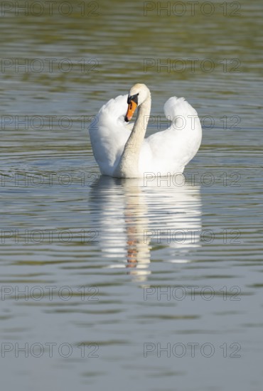 Silted swan (Cygnus olor) swims in impressive position on a lake, Lower Saxony, Germany