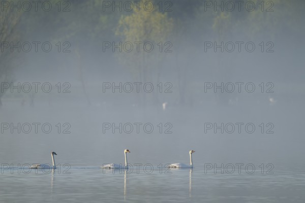 Silted swans (Cygnus olor) swimming on a lake in morning light, clouds of fog, Lower Saxony, Germany