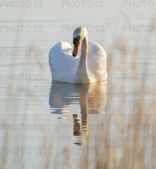 Silted swan (Cygnus olor) swims on a lake, Lower Saxony, Germany