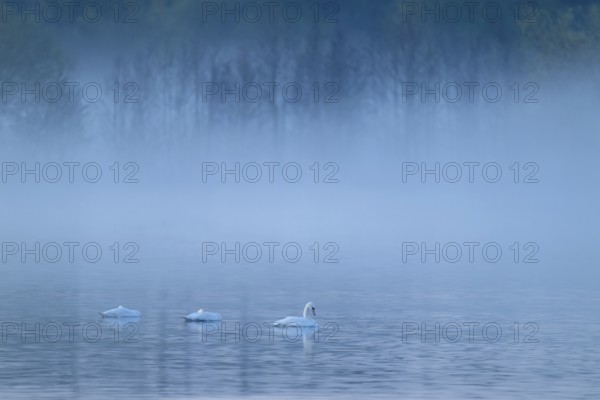 Humped swans (Cygnus olor) swimming on a lake in fog, clouds of fog, Lower Saxony, Germany
