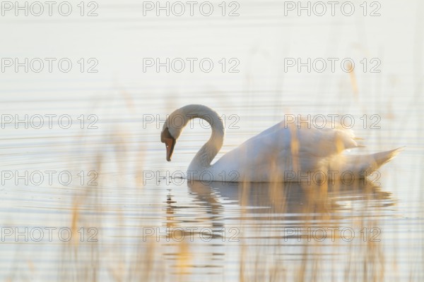 Silted swan (Cygnus olor) swims on a lake, Lower Saxony, Germany