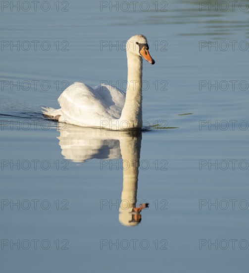 Silted swan (Cygnus olor) swimming on a lake, blue water, Lower Saxony, Germany