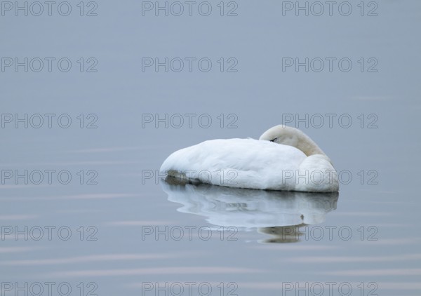 Common swan (Cygnus olor) on a lake, resting with its head in plumage, Lower Saxony, Germany