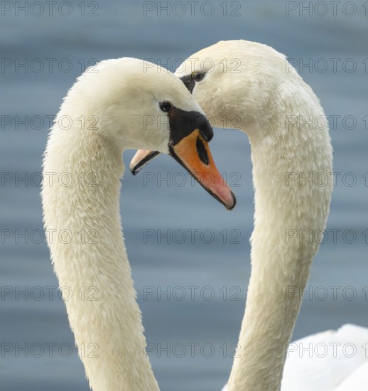 Humped swans (Cygnus olor), couple courting on a lake, Lower Saxony, Germany