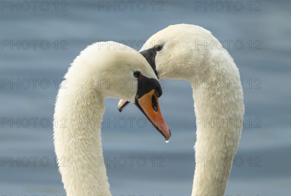 Cuffed swan (Cygnus olor), couple courting on a lake, Lower Saxony, Germany