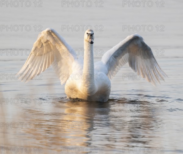 Cusp swan (Cygnus olor) with spread wings on a lake, Lower Saxony, Germany