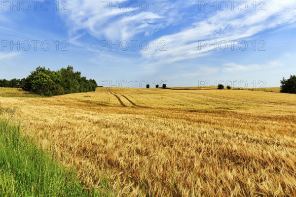 Golden yellow wheat field, harvest time, lanes of agricultural machinery, Cirrus, typical landscape in summer, Midtjylland, Jutland, Denmark