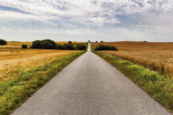 Empty country road leads through hilly wheat fields at harvest time, Cumulus, typical landscape in summer, Midtjylland, Jutland, Denmark