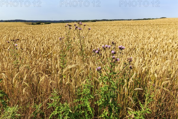 Golden yellow wheat field at harvest time, thistles in summer, detail, Midtjylland, Jutland, Denmark