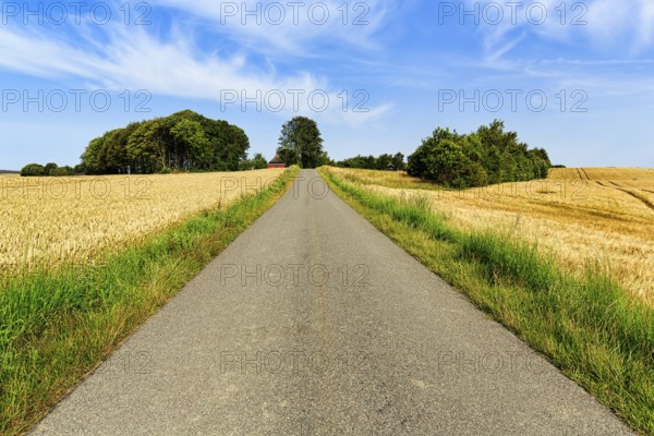 Quiet country road leads through wheat fields at harvest time, Cirrus, typical landscape in summer, Midtjylland, Jutland, Denmark