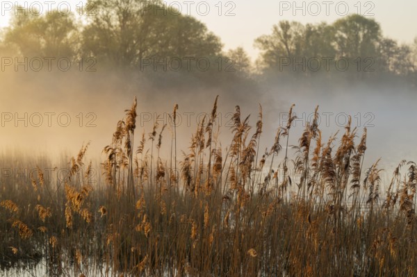 Reed (Phragmites australis), body of water, willows (Salix), forest, wetland with clouds of fog, Lower Saxony, Germany