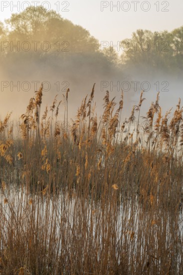 Reed (Phragmites australis), body of water, willows (Salix), forest, wetland with clouds of fog, Lower Saxony, Germany