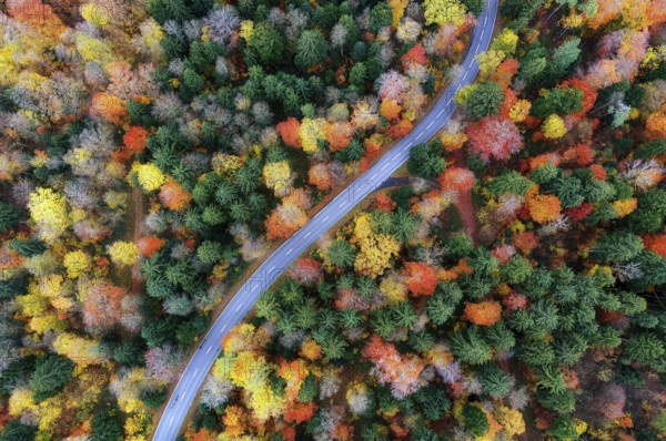Road through colorful autumn forest from above, Canton of Zurich, Switzerland