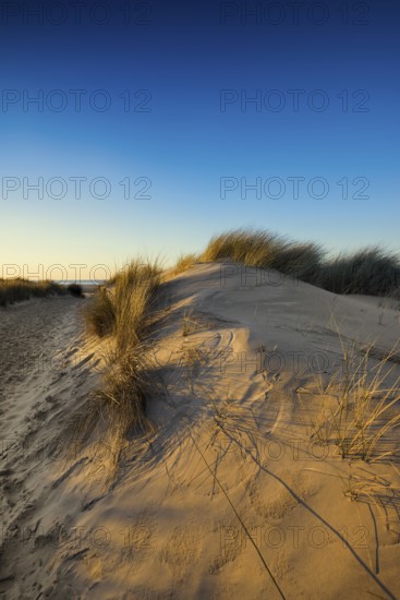 Dunes and blue sky in winter, sunset, Spiekeroog, East Frisian Islands, Lower Saxony, Germany